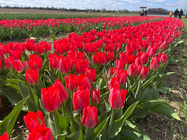 A Sea of Tulips at Richardson Tulip Festival 2025